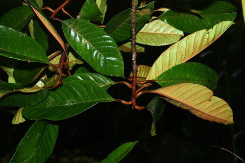 Chrysophyllum eximium — photo