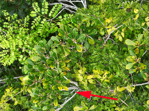 Chrysophyllum eximium — photo