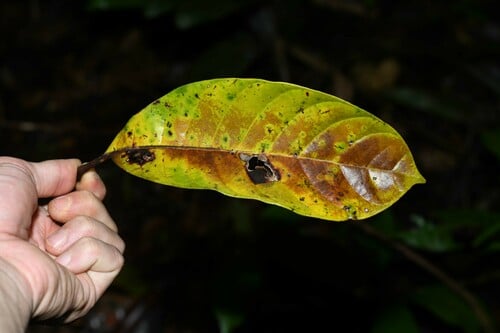 Chrysophyllum eximium