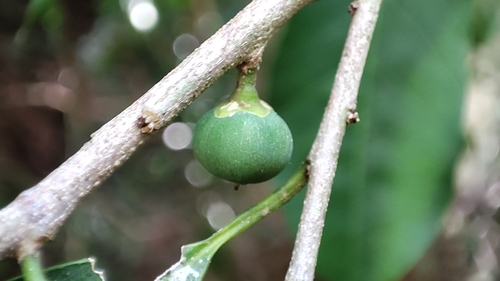 Chrysophyllum gonocarpum (Aguai chico) — photo