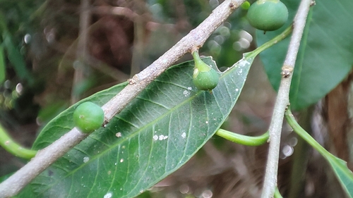 Chrysophyllum gonocarpum (Aguai chico) — photo