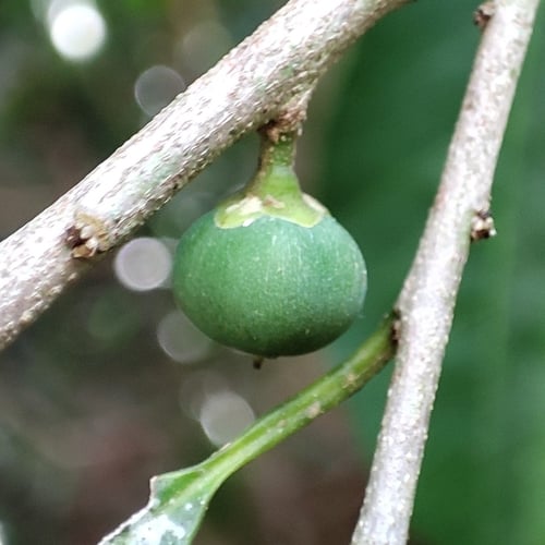 Chrysophyllum gonocarpum