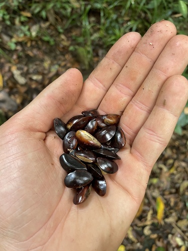 Chrysophyllum gorungosanum (Brown-berry fluted milkwood) — photo