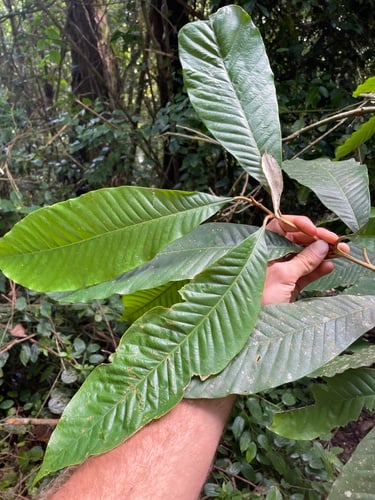 Chrysophyllum gorungosanum