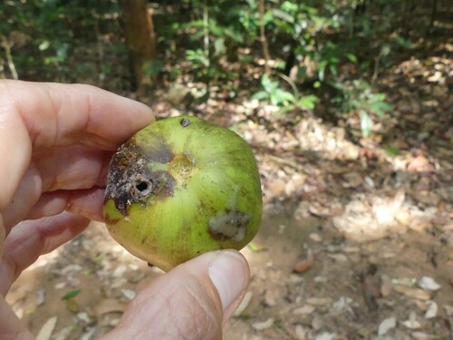 Chrysophyllum lanceolatum var. stellatocarpon — photo