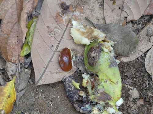 Chrysophyllum lanceolatum var. stellatocarpon — photo