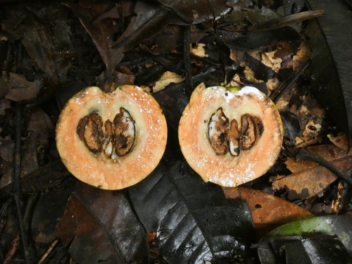Chrysophyllum lucentifolium (Shining leaf starapple) — photo