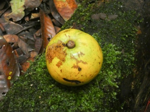 Chrysophyllum lucentifolium
