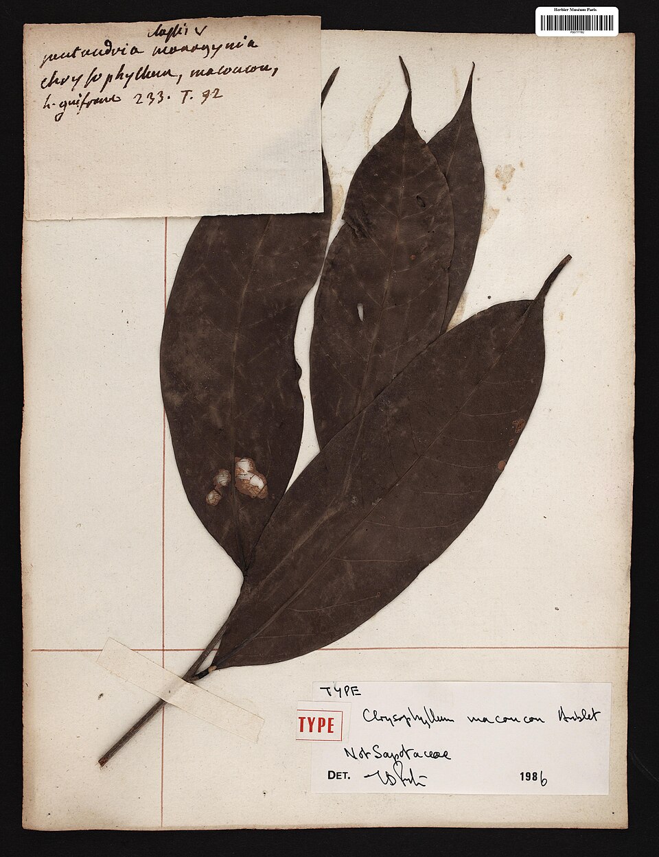 Chrysophyllum macoucou — photo