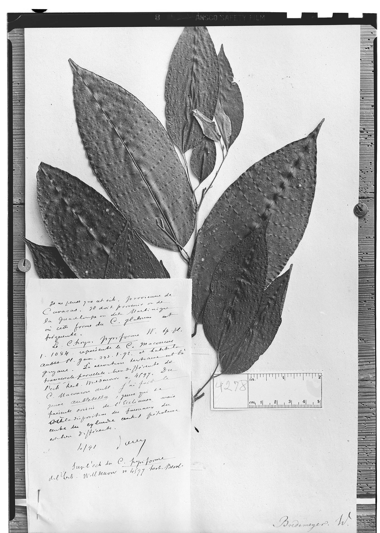 Chrysophyllum macoucou — photo