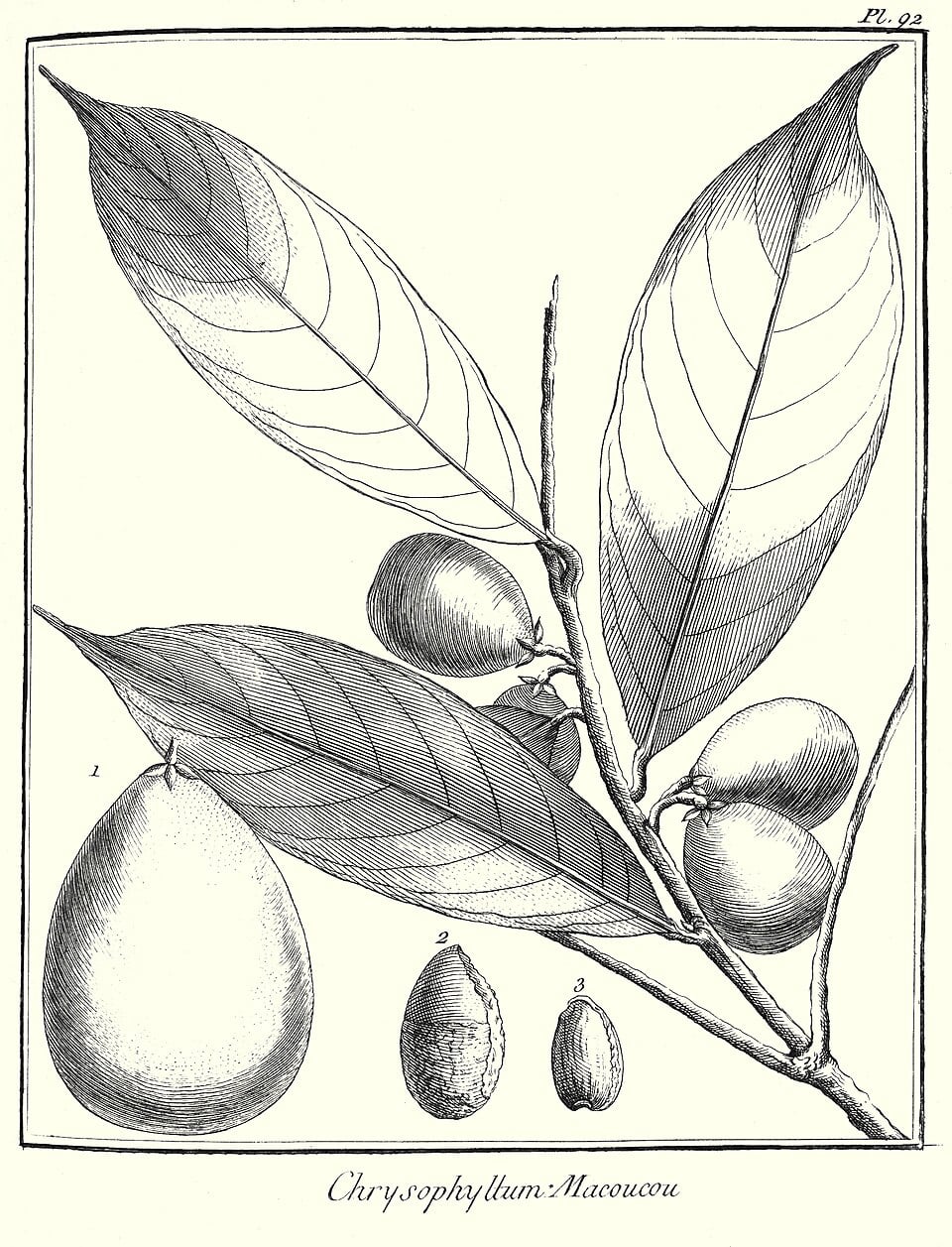 Chrysophyllum macoucou