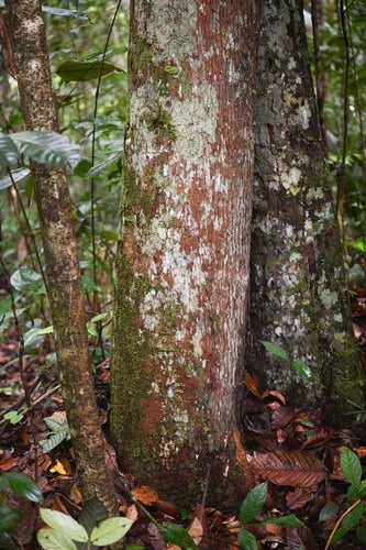 Chrysophyllum manaosense