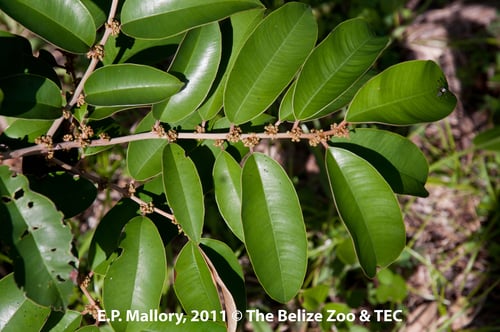 Chrysophyllum mexicanum (Mexican star-apple) — photo