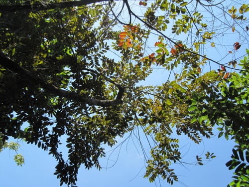 Chrysophyllum mexicanum (Mexican star-apple) — photo