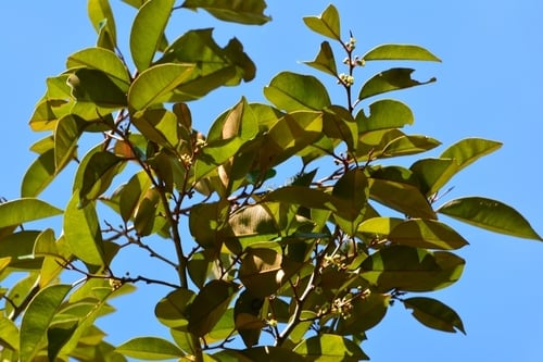 Chrysophyllum mexicanum