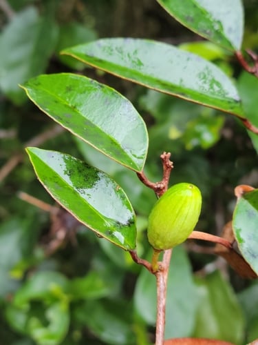 Chrysophyllum oliviforme (Satin-Leaf) — photo