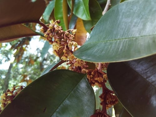 Chrysophyllum oliviforme (Satin-Leaf) — photo