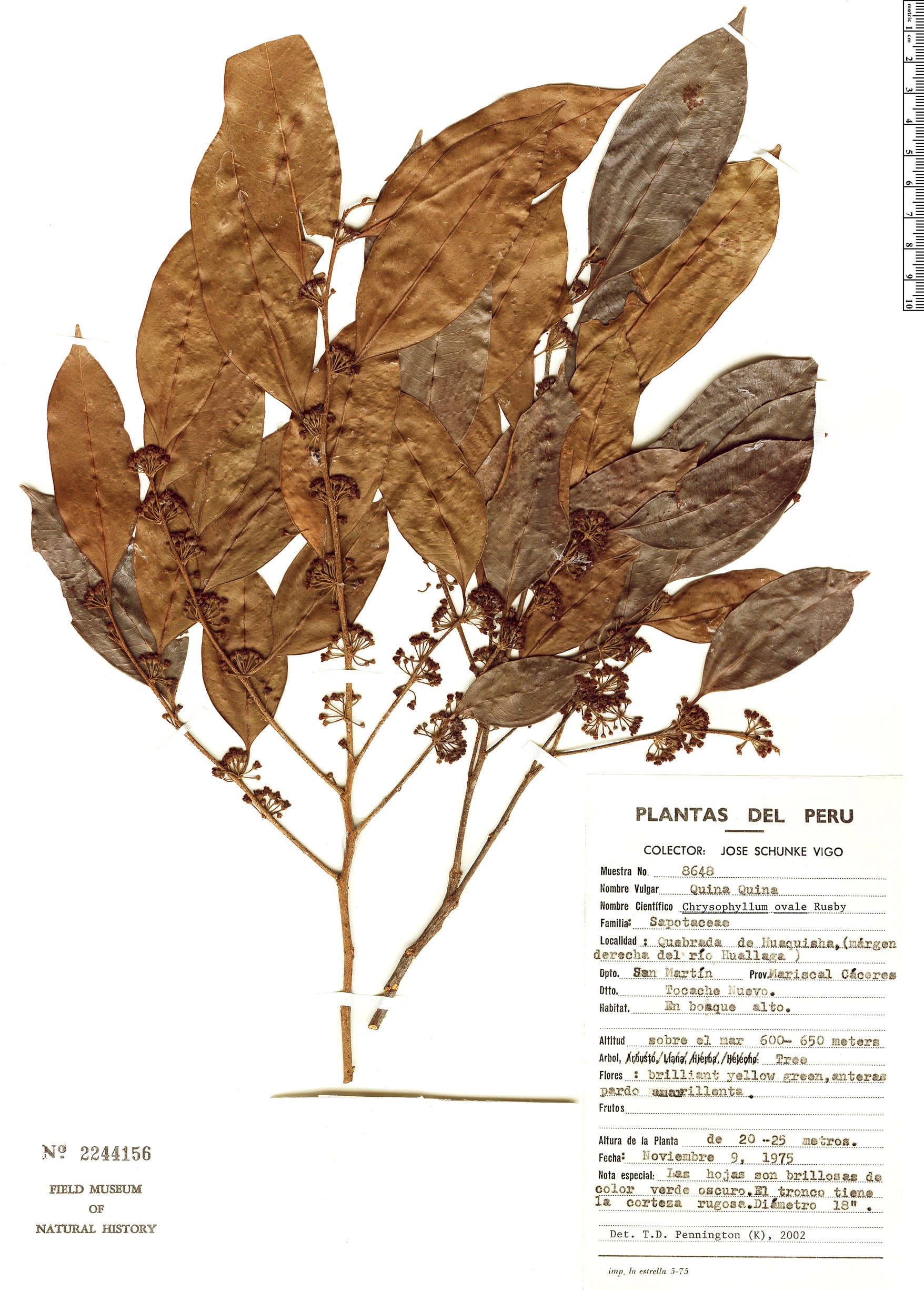 Chrysophyllum ovale