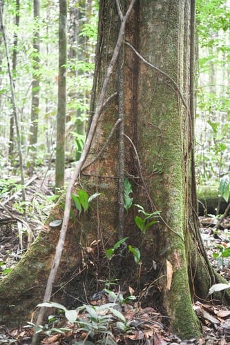 Chrysophyllum pomiferum
