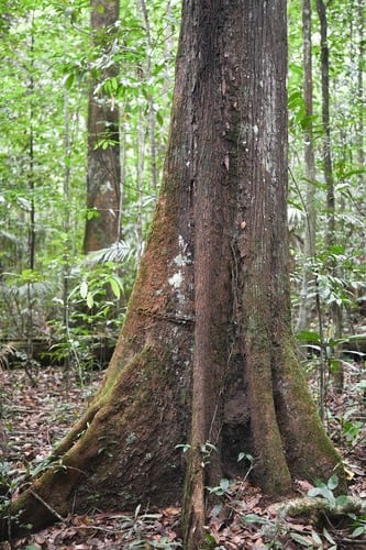 Chrysophyllum prieurii (Abiurana) — photo