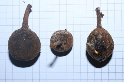Chrysophyllum prieurii