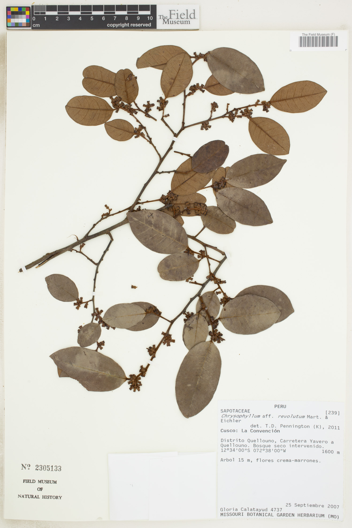 Chrysophyllum revolutum (Revolute starapple) — photo