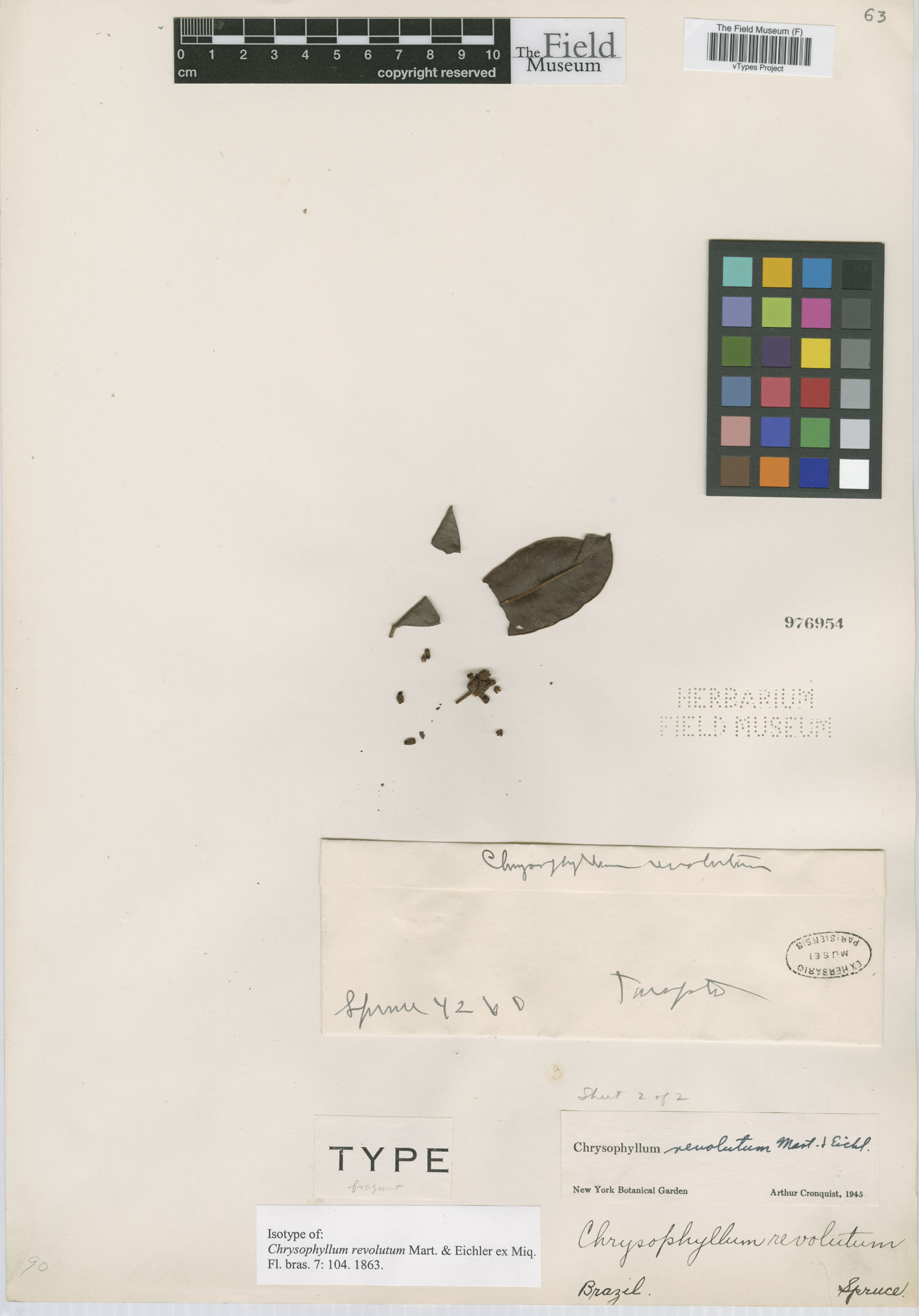 Chrysophyllum revolutum (Revolute starapple) — photo
