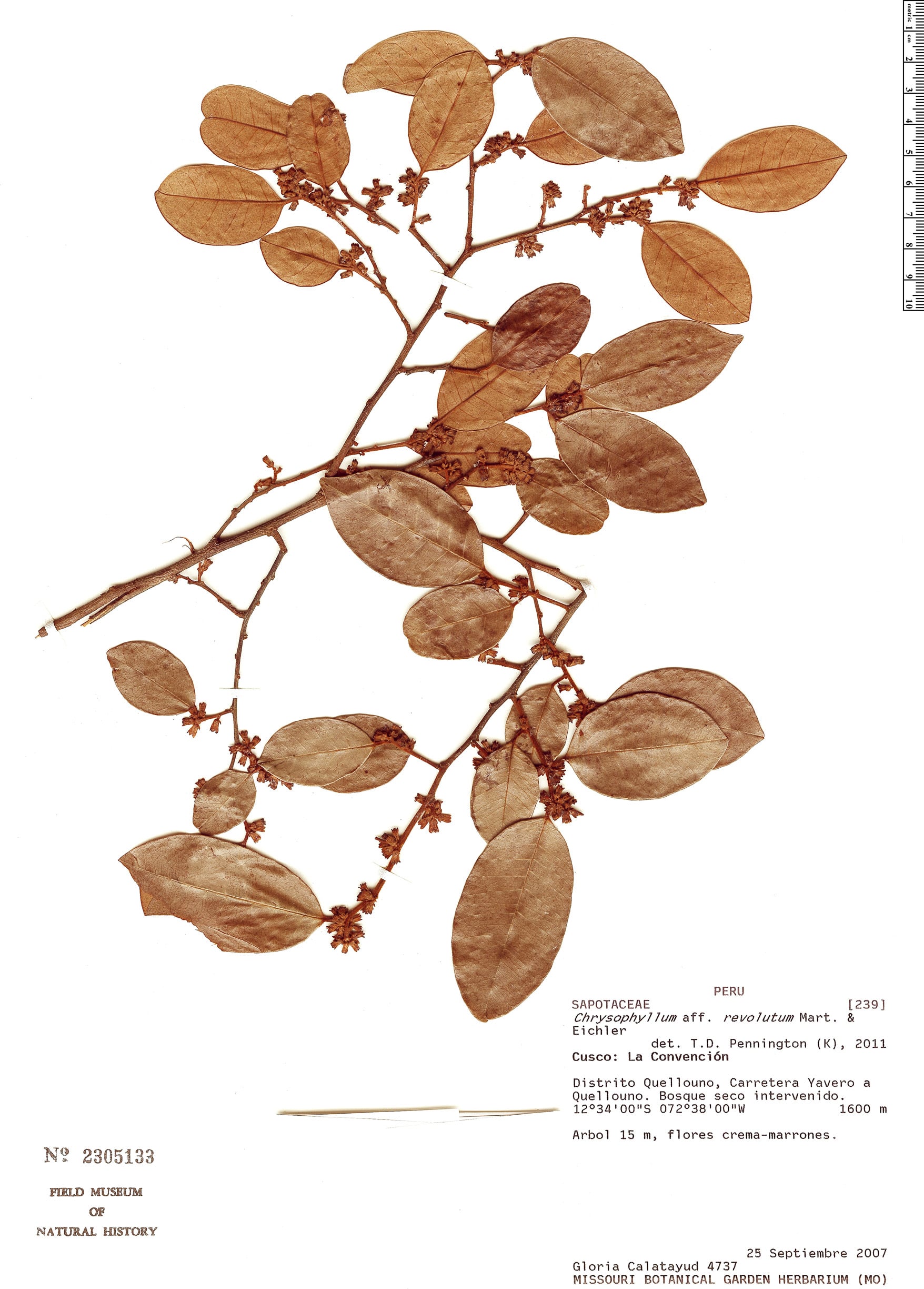 Chrysophyllum revolutum