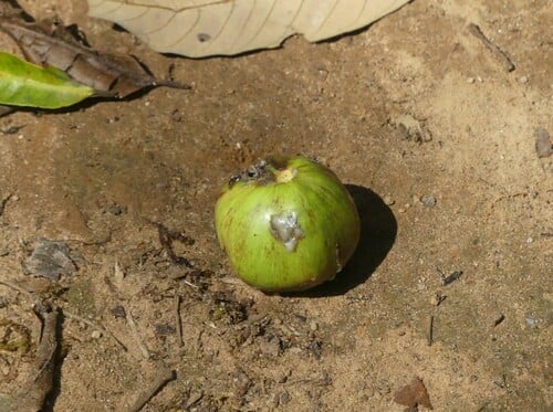 Chrysophyllum roxburghii