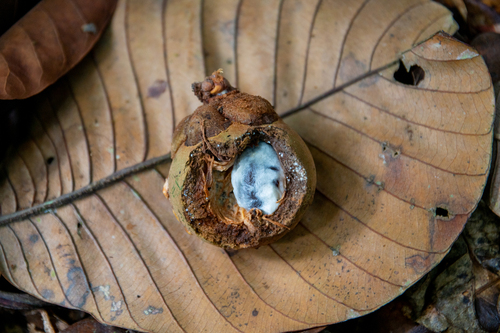 Chrysophyllum sanguinolentum (Balata-balli) — photo