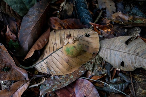 Chrysophyllum sanguinolentum