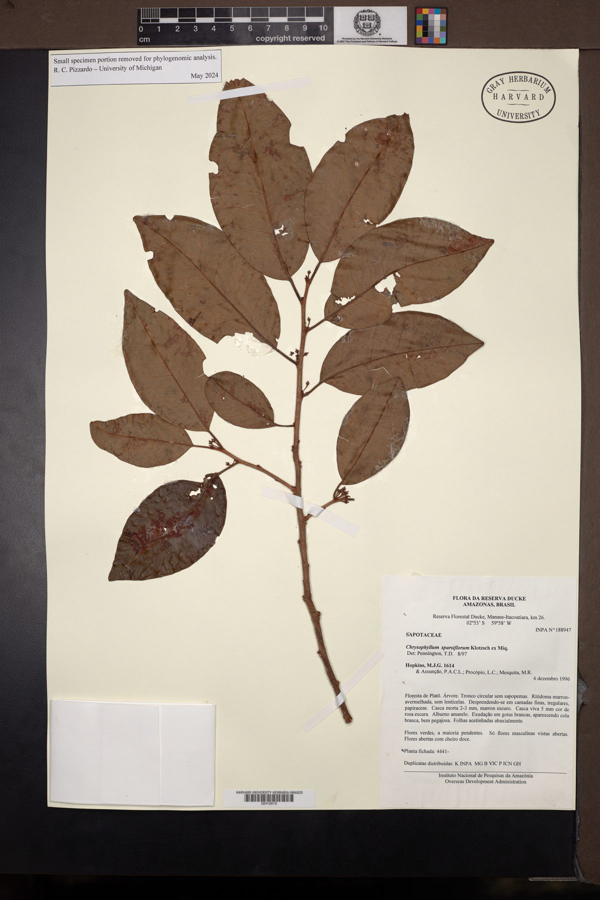 Chrysophyllum sparsiflorum — photo