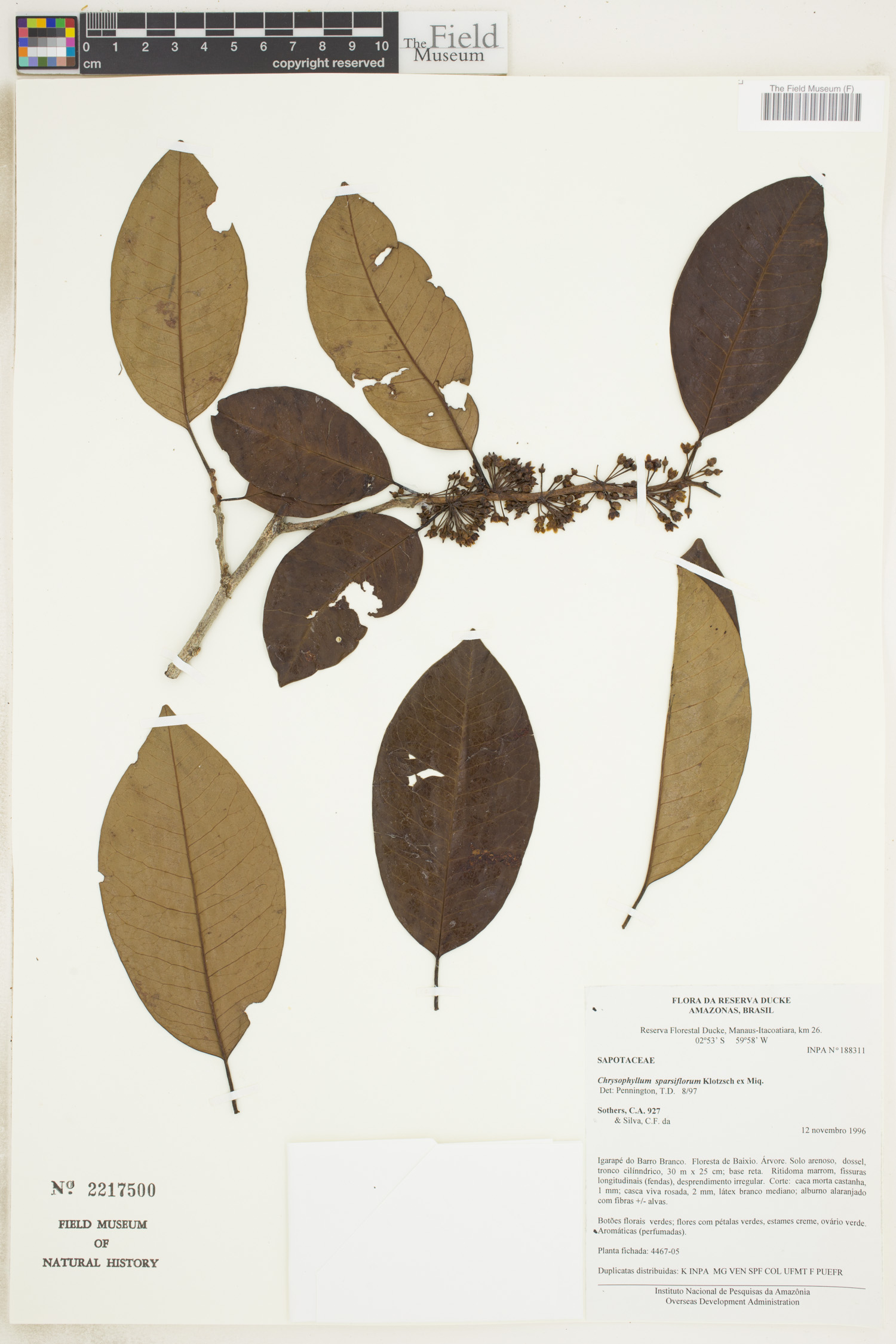 Chrysophyllum sparsiflorum