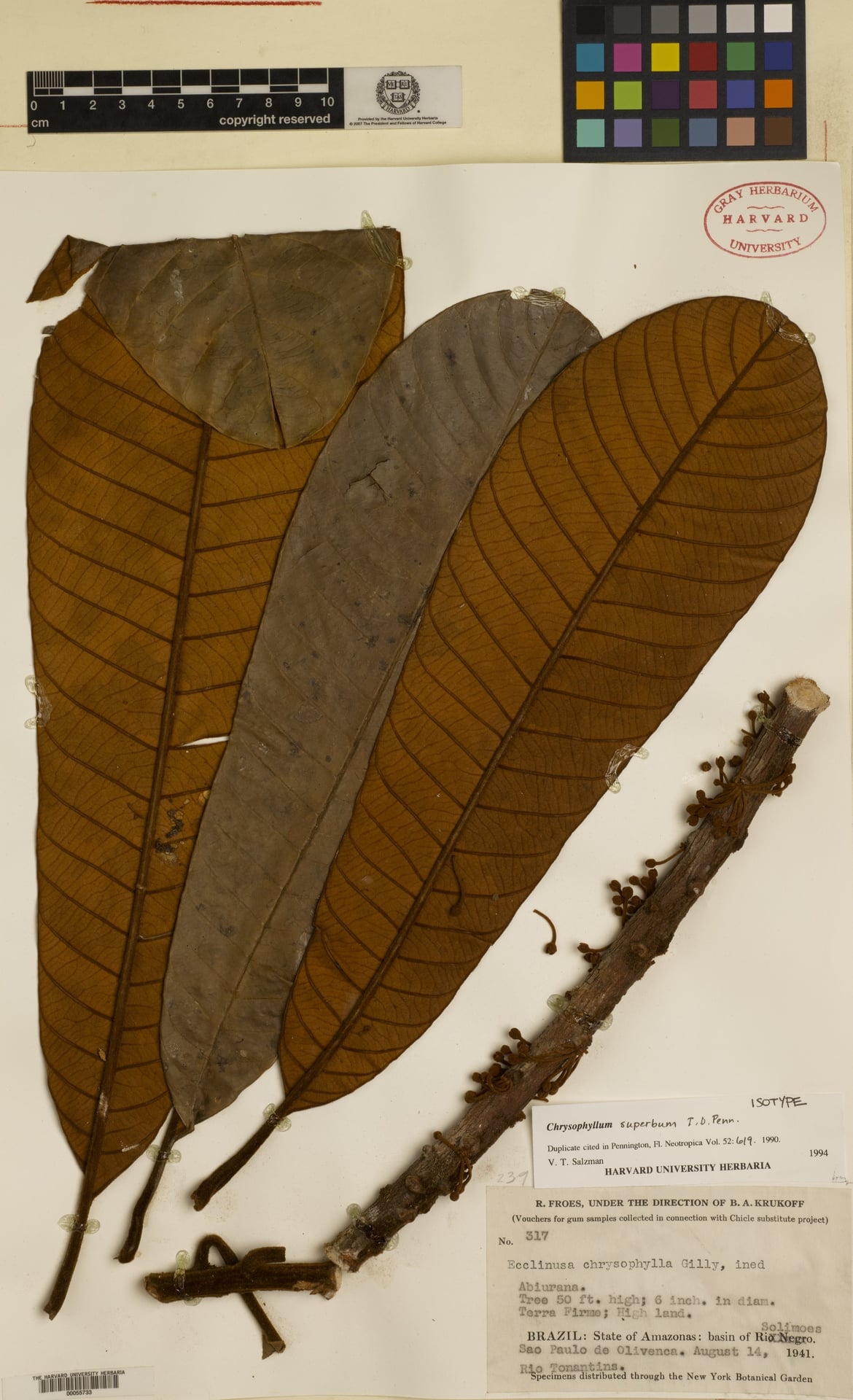 Chrysophyllum superbum