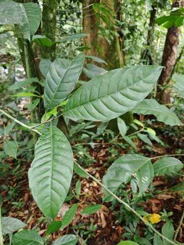 Chrysophyllum venezuelanense (Usina) — photo