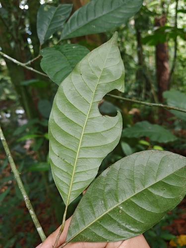Chrysophyllum venezuelanense (Usina) — photo