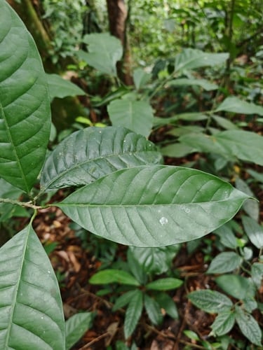 Chrysophyllum venezuelanense