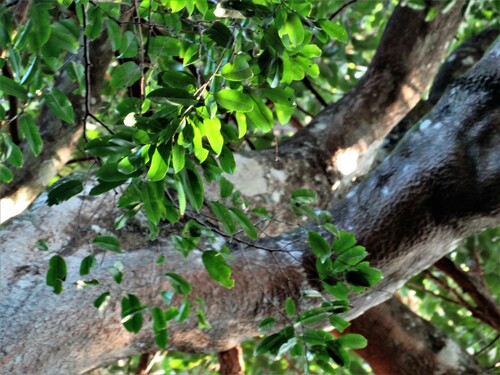 Chrysophyllum viridifolium (Fluted milkwood) — photo