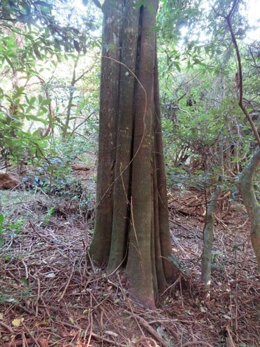 Chrysophyllum viridifolium