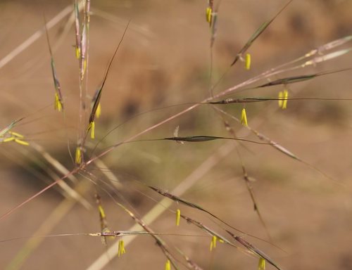 Chrysopogon benthamianus — photo