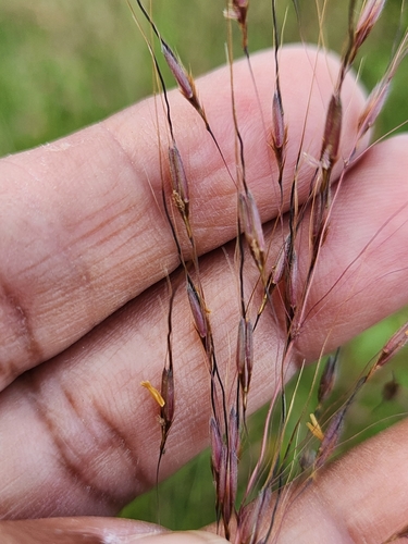 Chrysopogon fulvus — photo