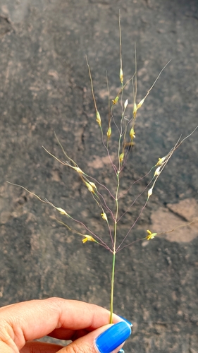 Chrysopogon fulvus