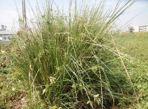Chrysopogon nigritanus (Adrenaline grass) — photo