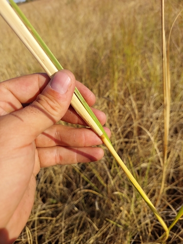 Chrysopogon nigritanus (Adrenaline grass) — photo