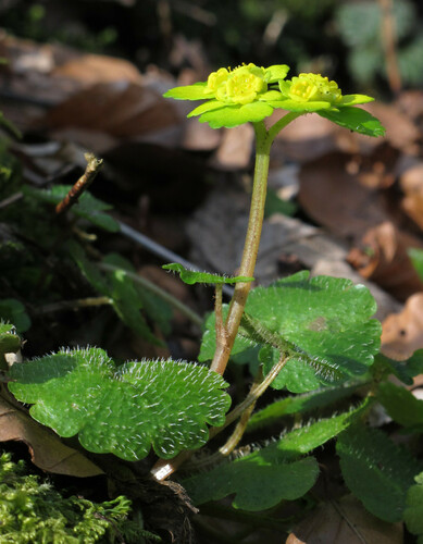 Chrysosplenium alternifolium (Alternate-leaved golden saxifrage) — photo