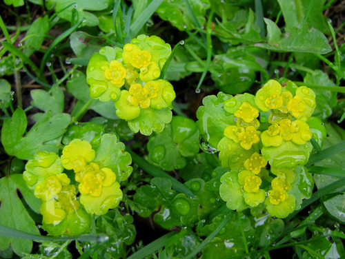 Chrysosplenium alternifolium (Alternate-leaved golden saxifrage) — photo