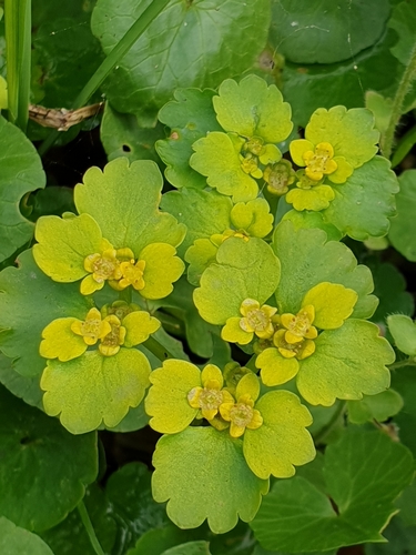Chrysosplenium alternifolium