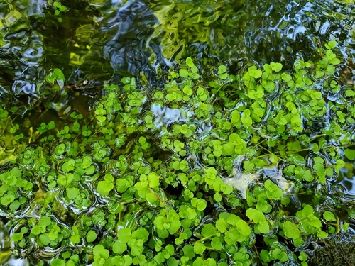 Chrysosplenium americanum (Golden saxifrage) — photo