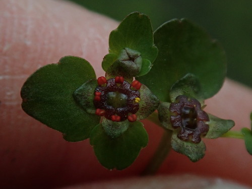Chrysosplenium americanum (Golden saxifrage) — photo