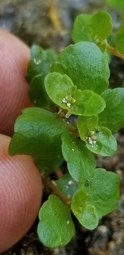 Chrysosplenium americanum